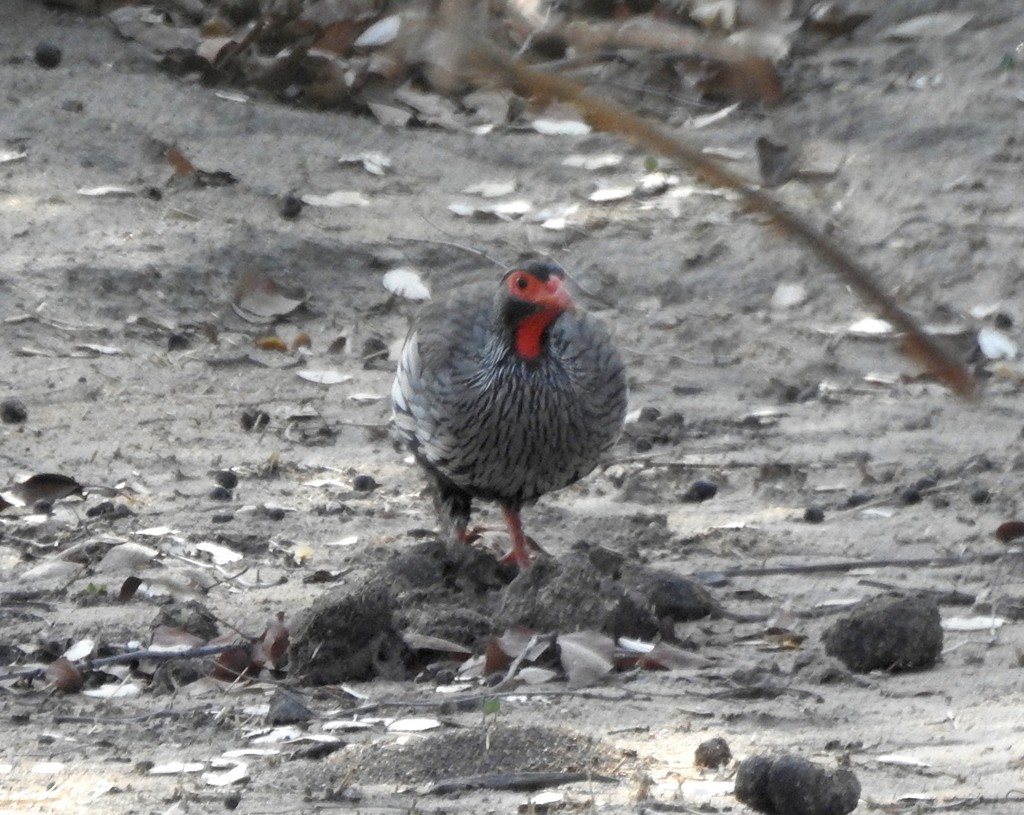 Francolin à gorge rouge - ML133003501