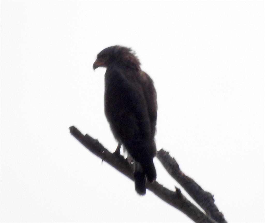 Banded Snake-Eagle - ML133003591