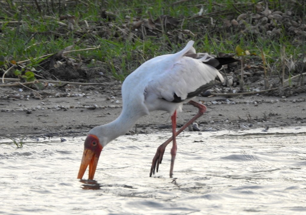 Yellow-billed Stork - ML133004221