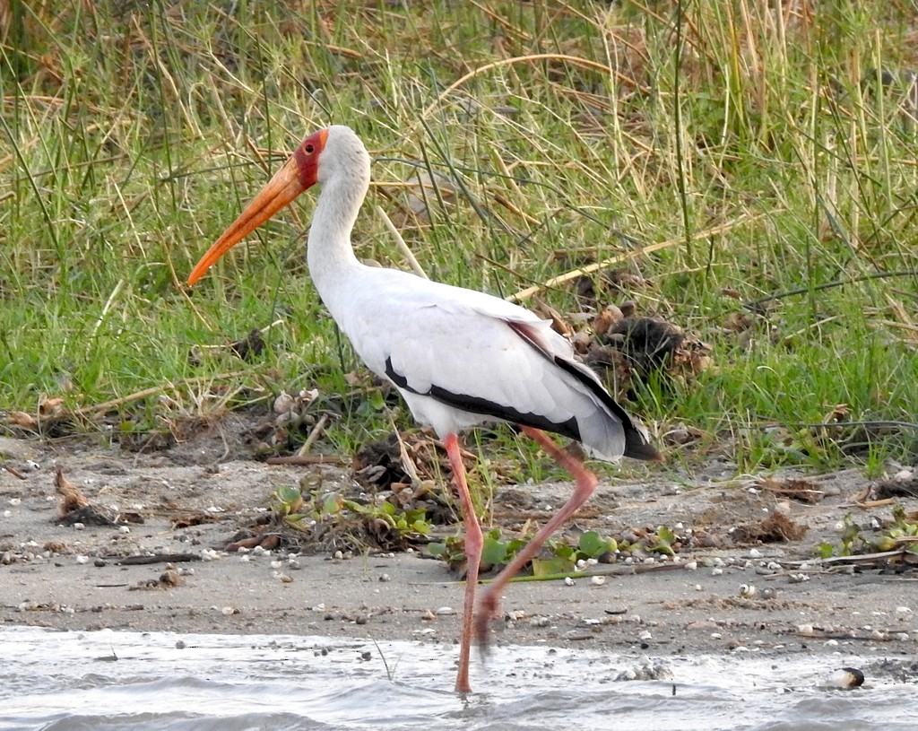 Yellow-billed Stork - ML133004231