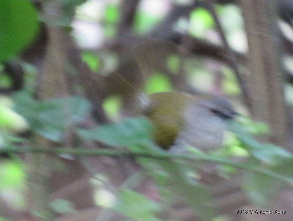 Green-backed Camaroptera - ML133007091