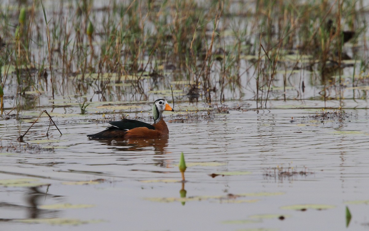 African Pygmy-Goose - ML133007651