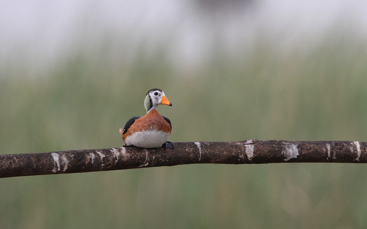 African Pygmy-Goose - ML133007681