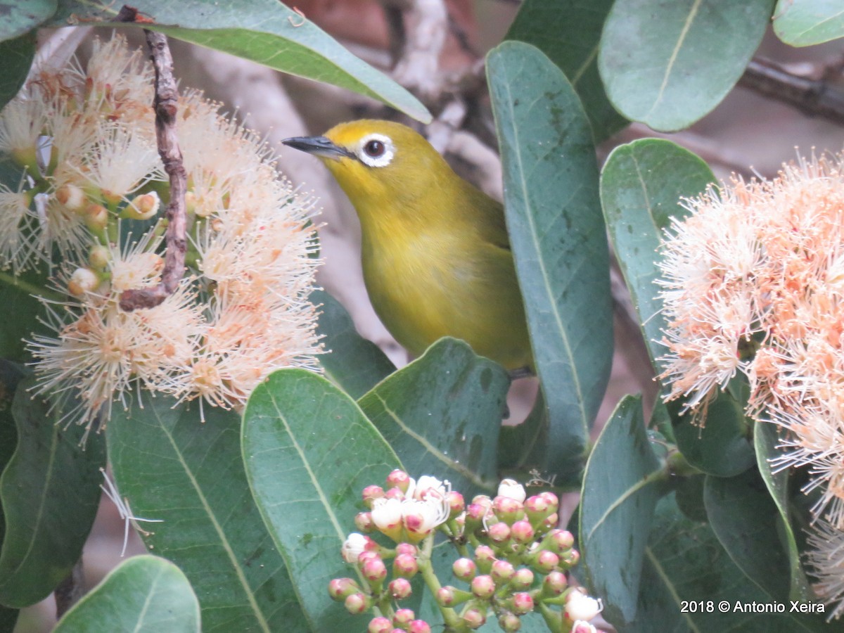 Southern Yellow White-eye - Antonio Xeira