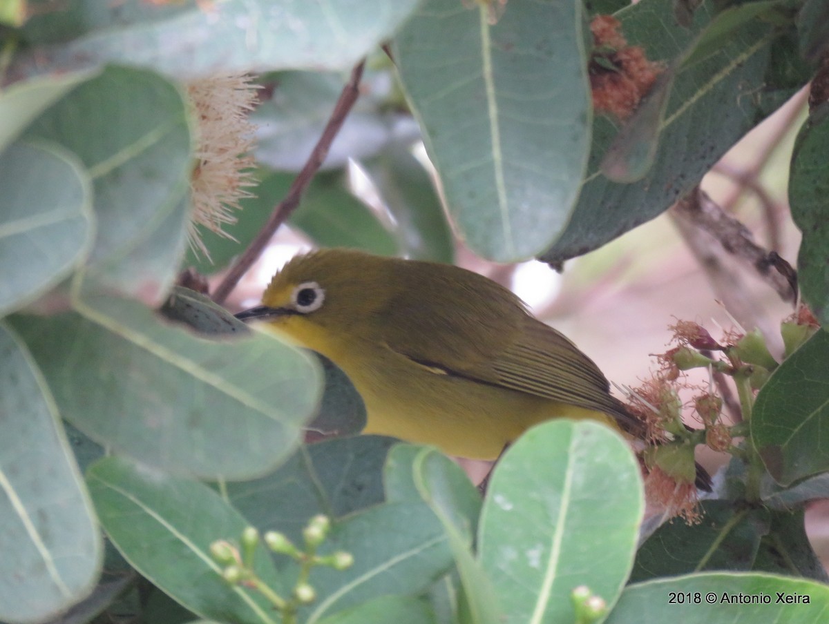 Southern Yellow White-eye - ML133008281