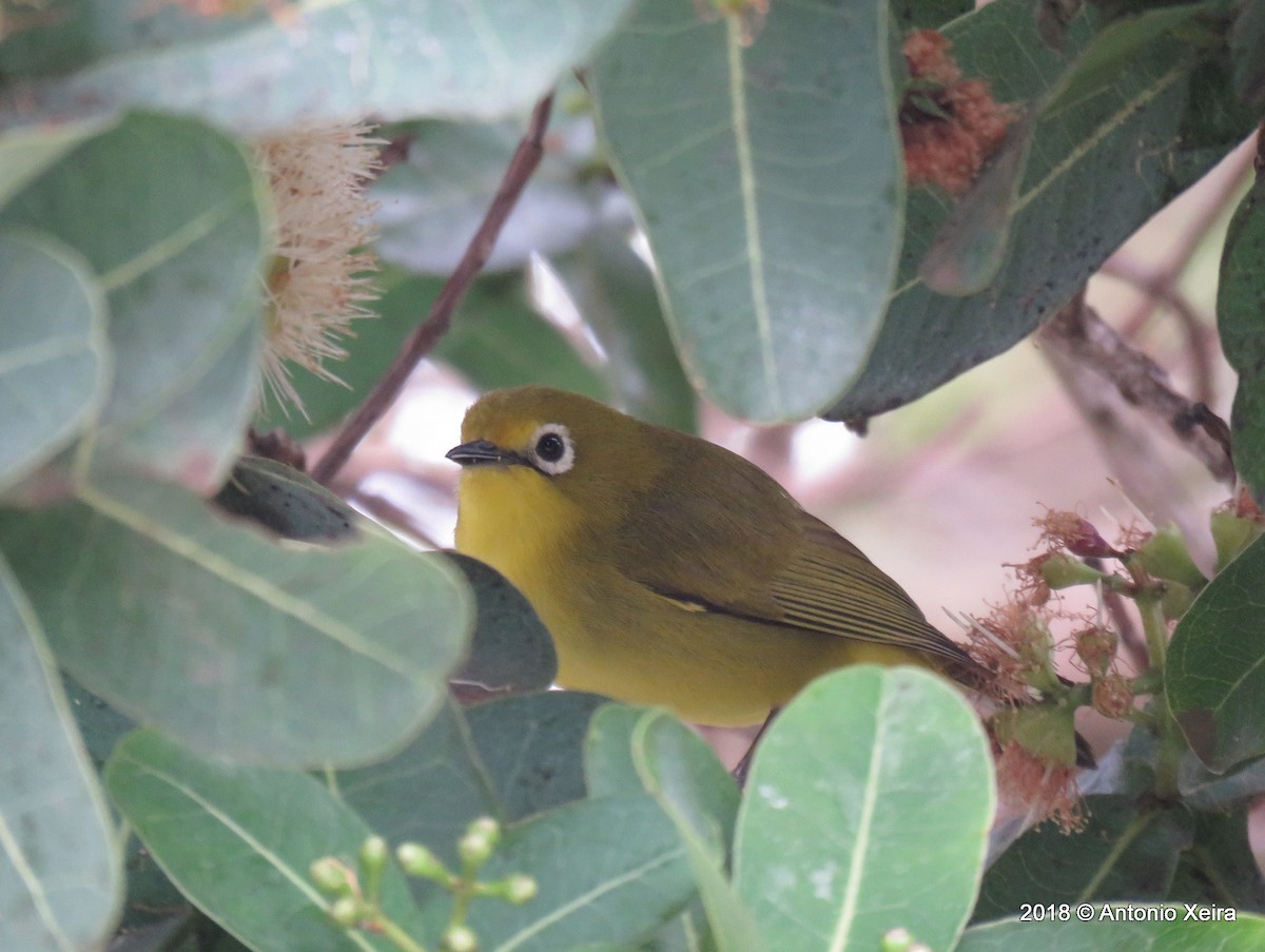 Southern Yellow White-eye - ML133008301