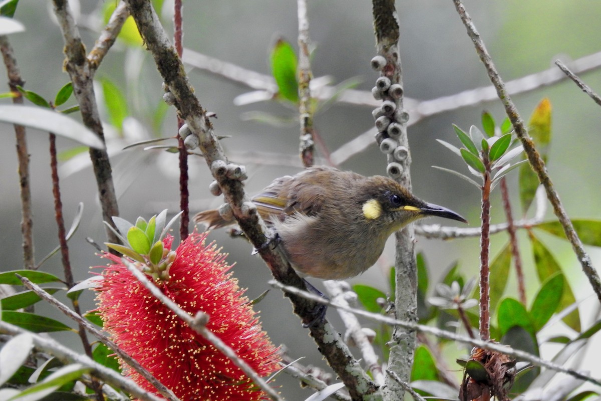 Cryptic Honeyeater - ML133008461