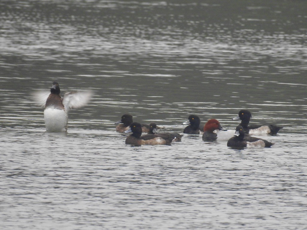 Common Pochard - chain yu Tseng