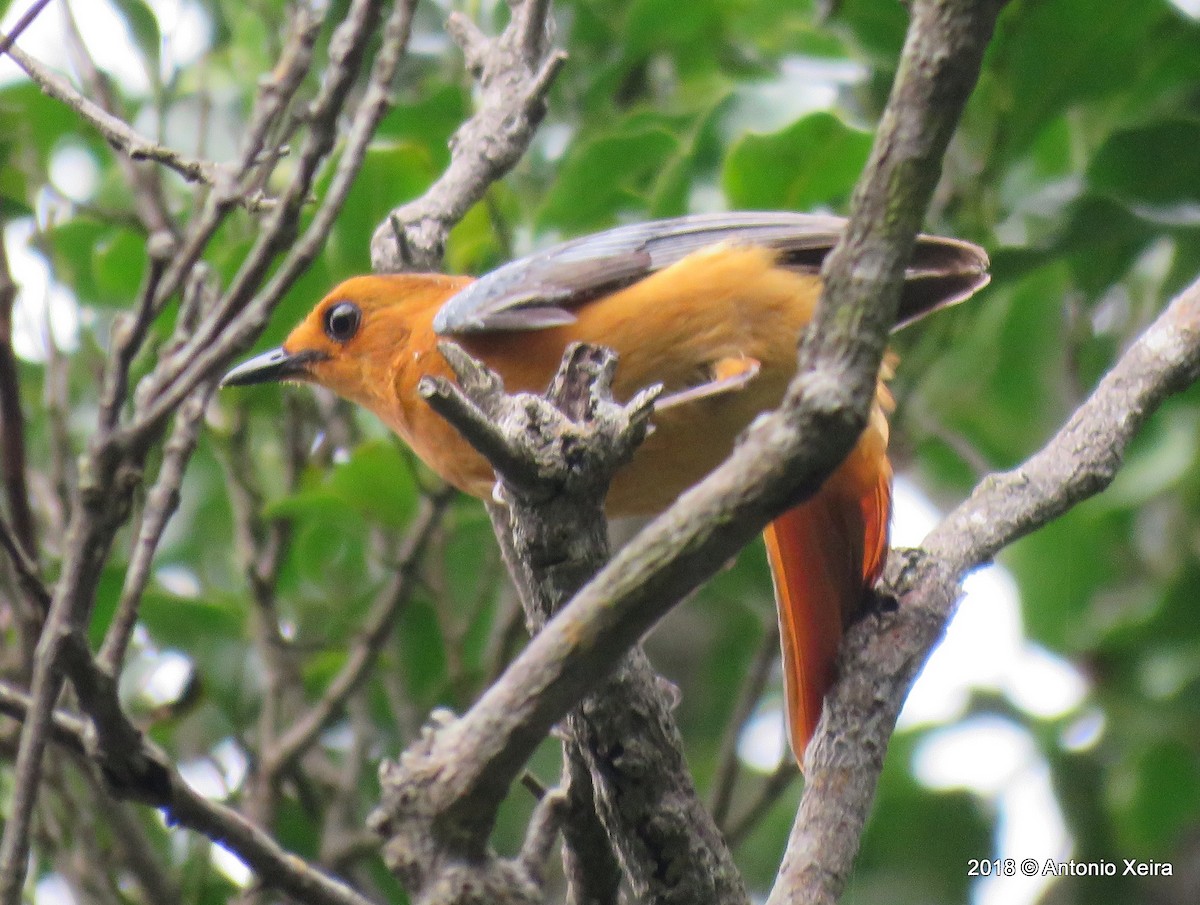 Red-capped Robin-Chat - ML133008501