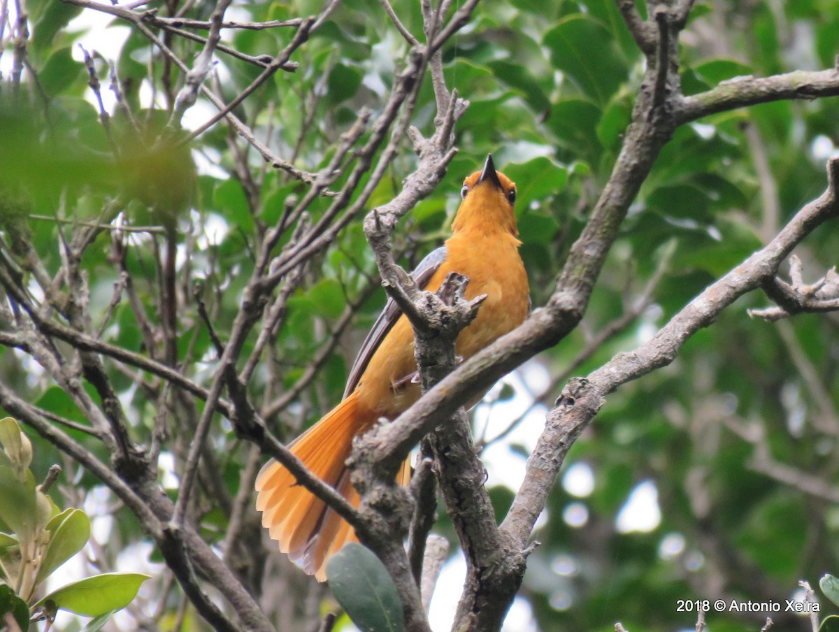 Red-capped Robin-Chat - ML133008511