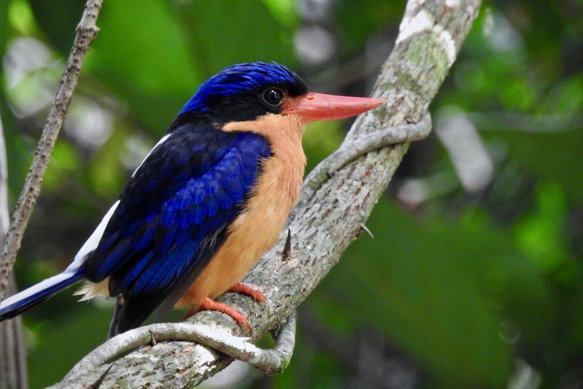 Buff-breasted Paradise-Kingfisher - Michael Daley