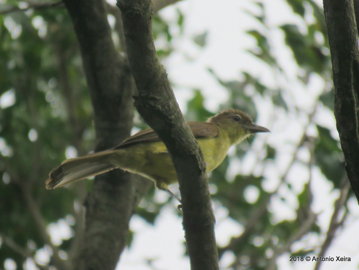 Yellow-bellied Greenbul - ML133008771