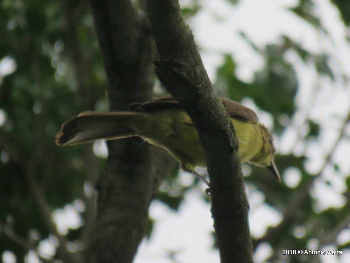 Bulbul à poitrine jaune - ML133008791