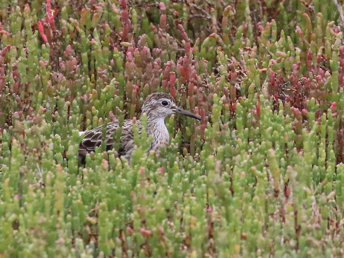 Sharp-tailed Sandpiper - ML133009981