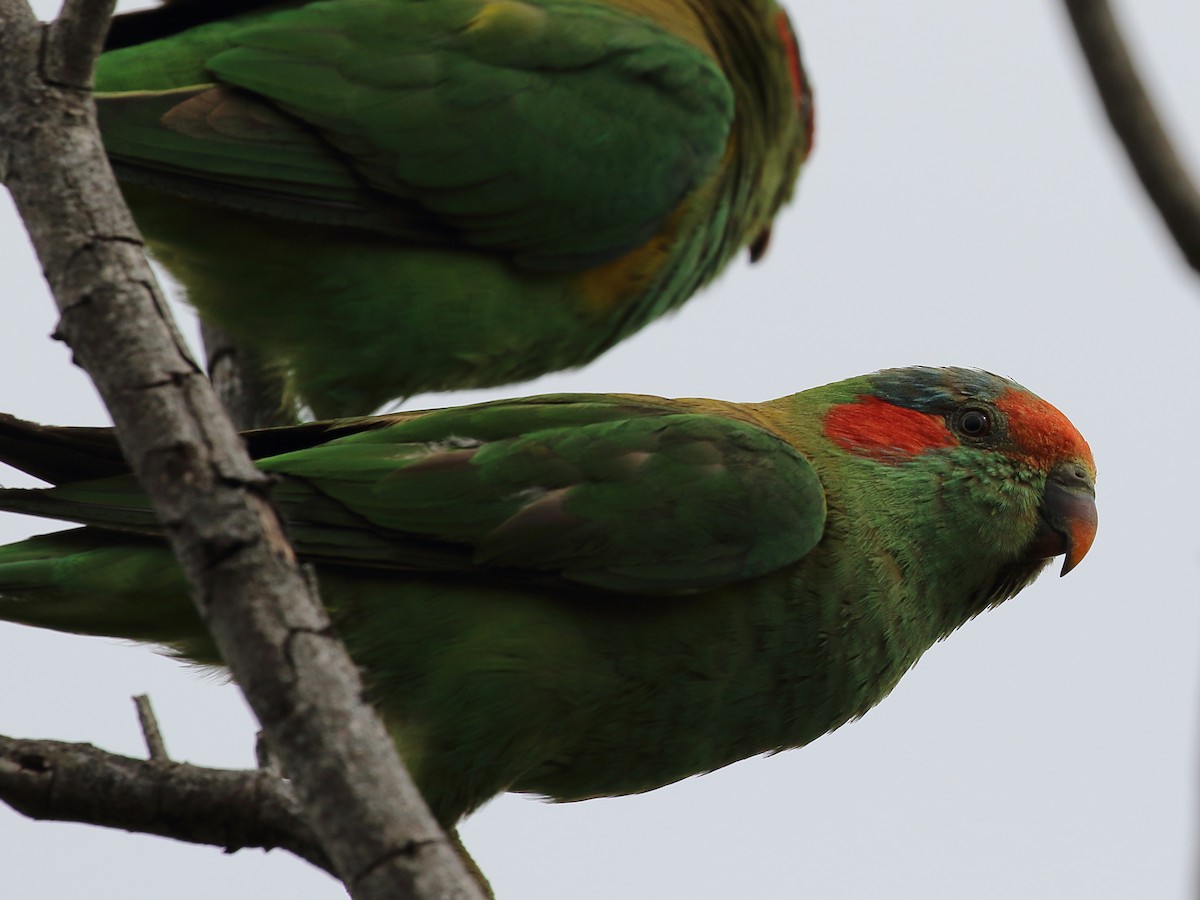 Musk Lorikeet - ML133010001