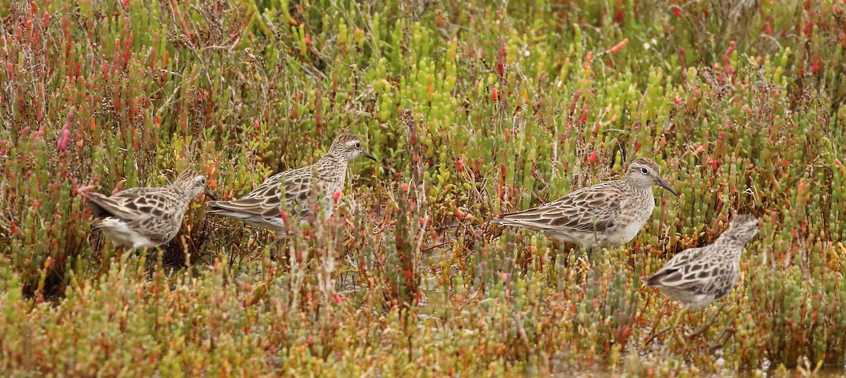 Sharp-tailed Sandpiper - ML133010021