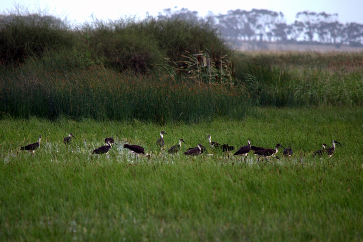 Straw-necked Ibis - ML133010151