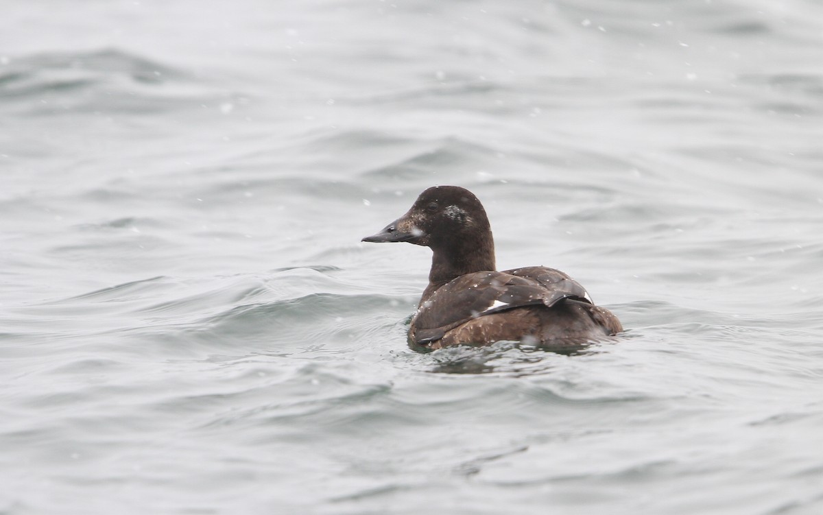 White-winged Scoter - Christoph Moning