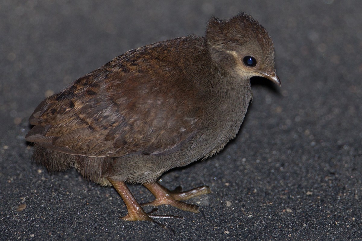 Moluccan Megapode - ML133011541