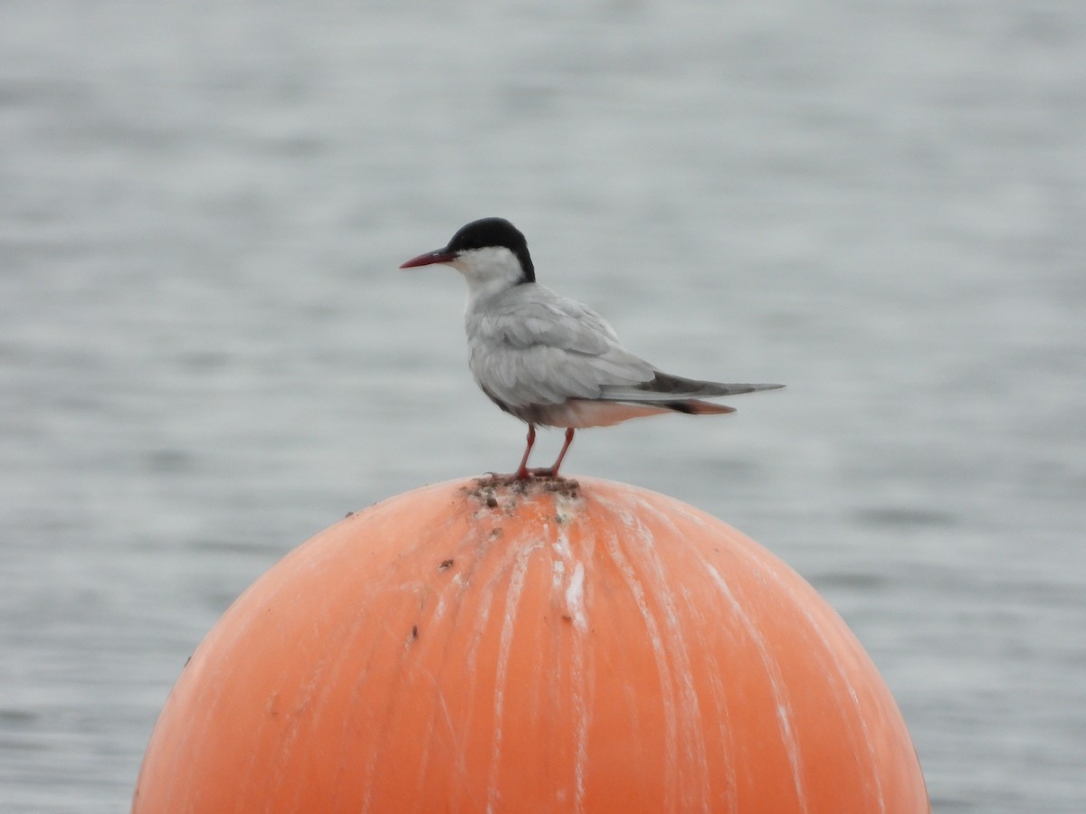 Whiskered Tern - Jeffrey Crawley