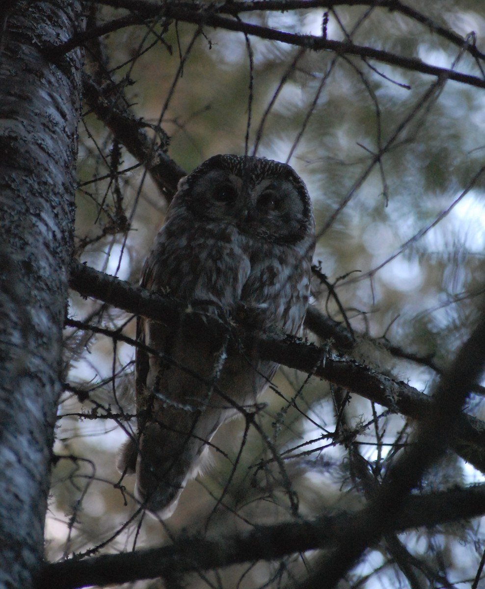 Boreal Owl - ML133013791