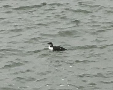 Thick-billed Murre - ML133015461