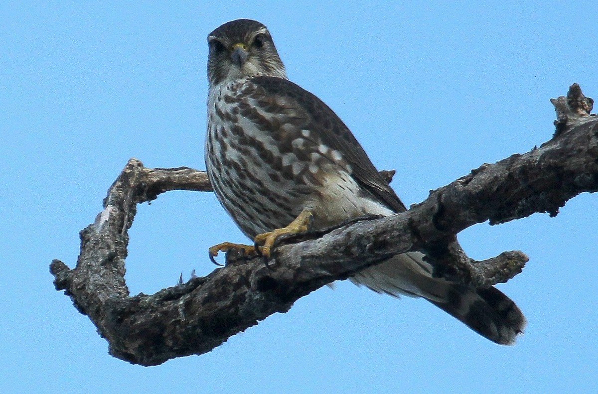 Merlin - Bob Stymeist