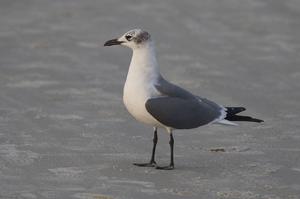 Laughing Gull - ML133015751