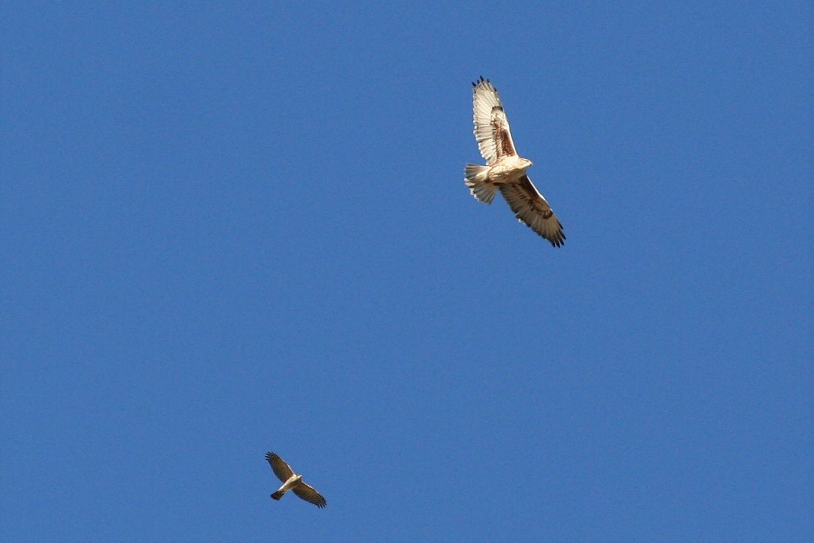 Ferruginous Hawk - ML133016111