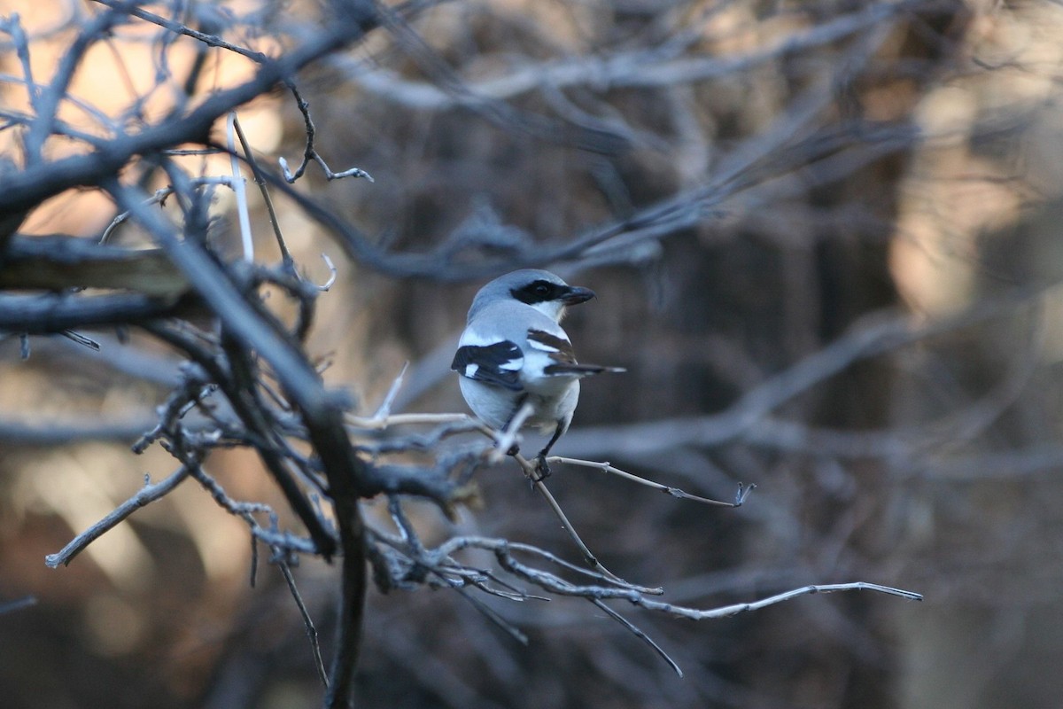 Loggerhead Shrike - Anna Van Kovn