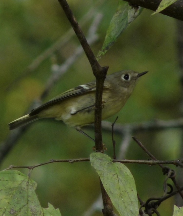 Ruby-crowned Kinglet - ML133016691