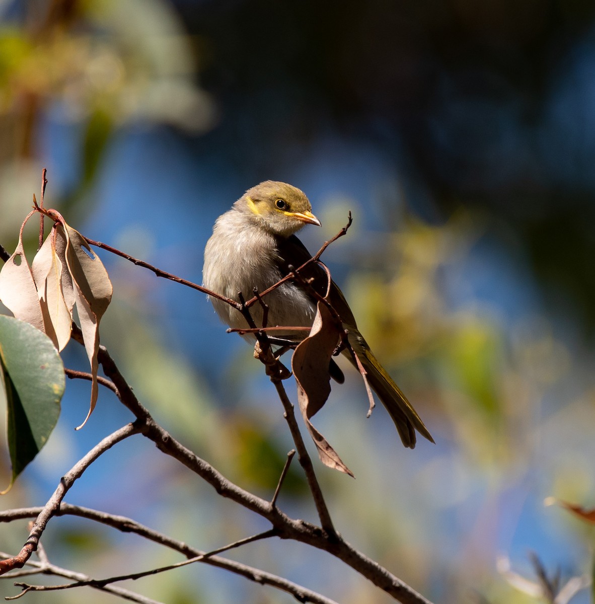 Yellow-plumed Honeyeater - ML133017671