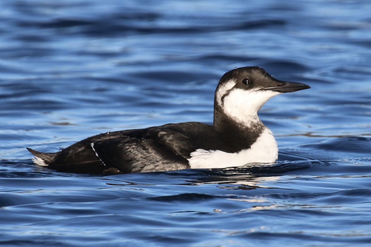 Common Murre - ML133018971