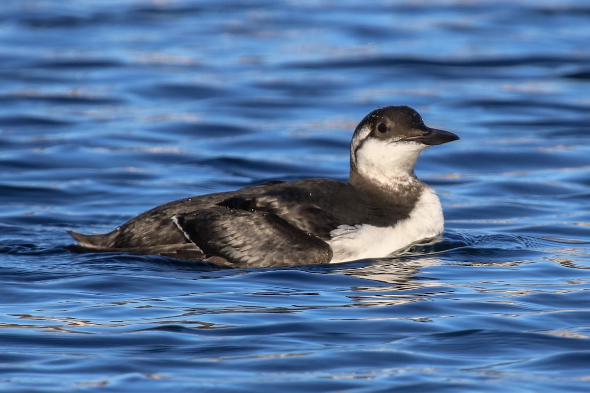 Common Murre - ML133018991