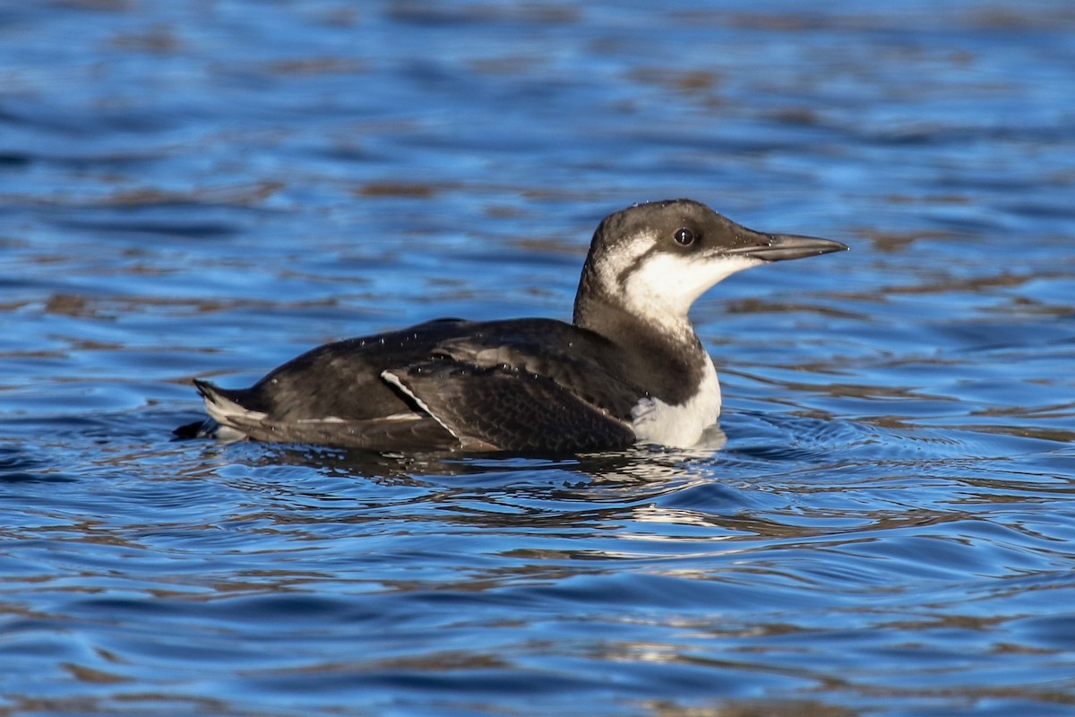 Common Murre - ML133019041