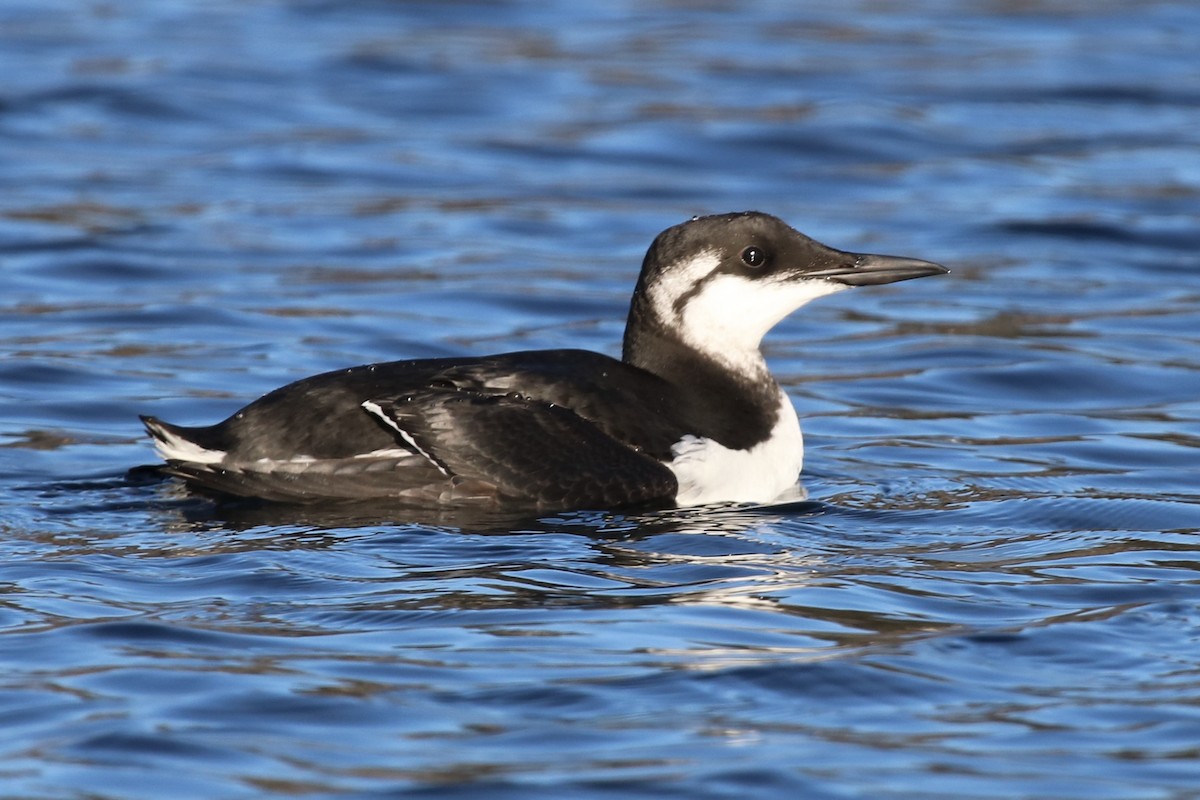 Common Murre - ML133019051