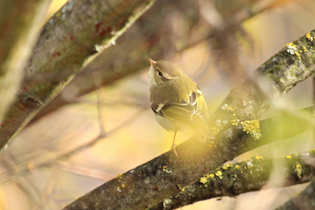 Yellow-browed Warbler - ML133021481
