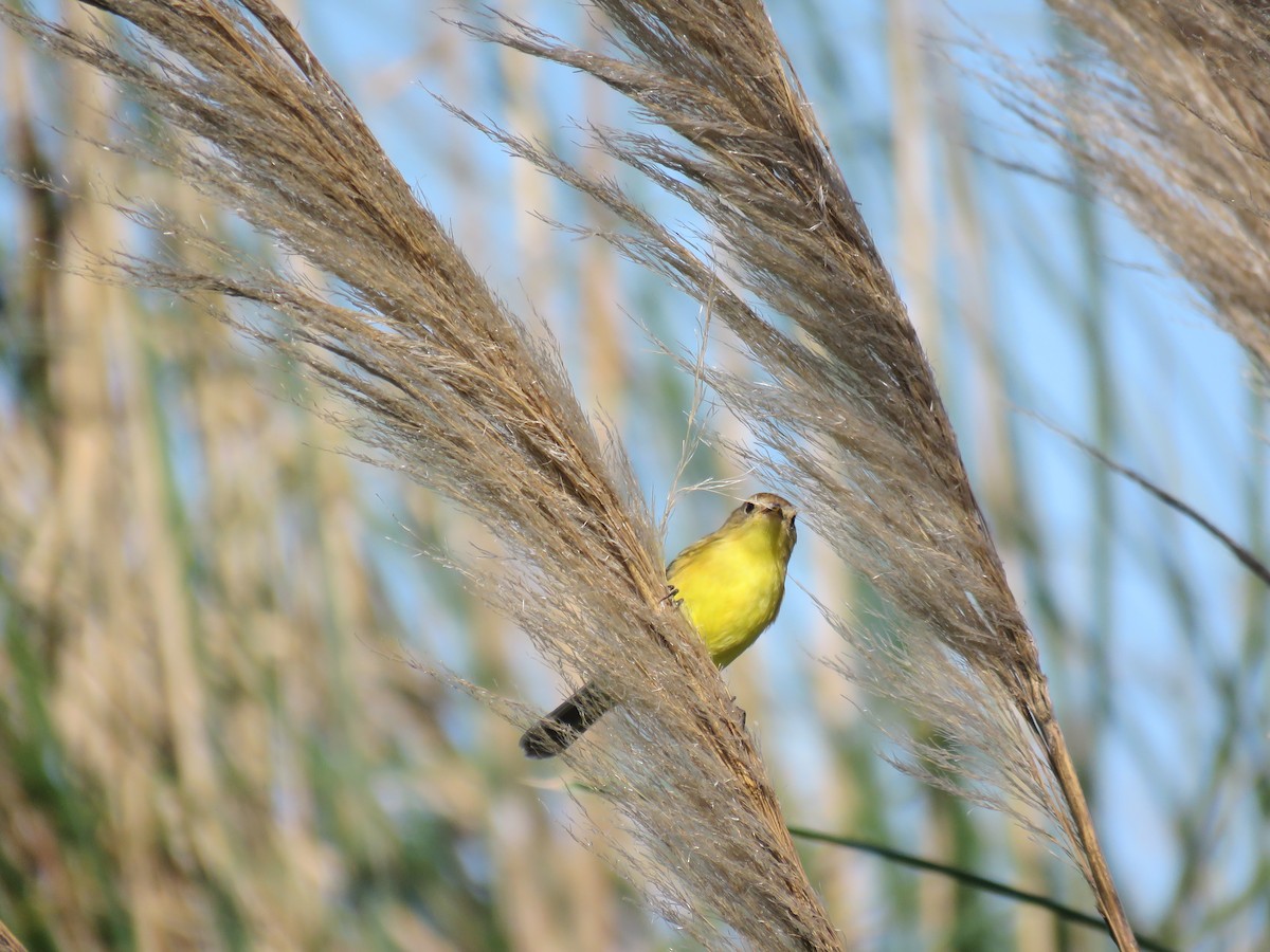 Warbling Doradito - Marco Fidalgo