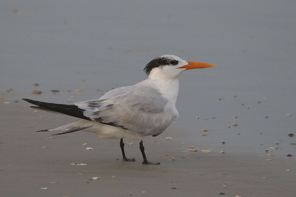 Royal Tern - ML133023481