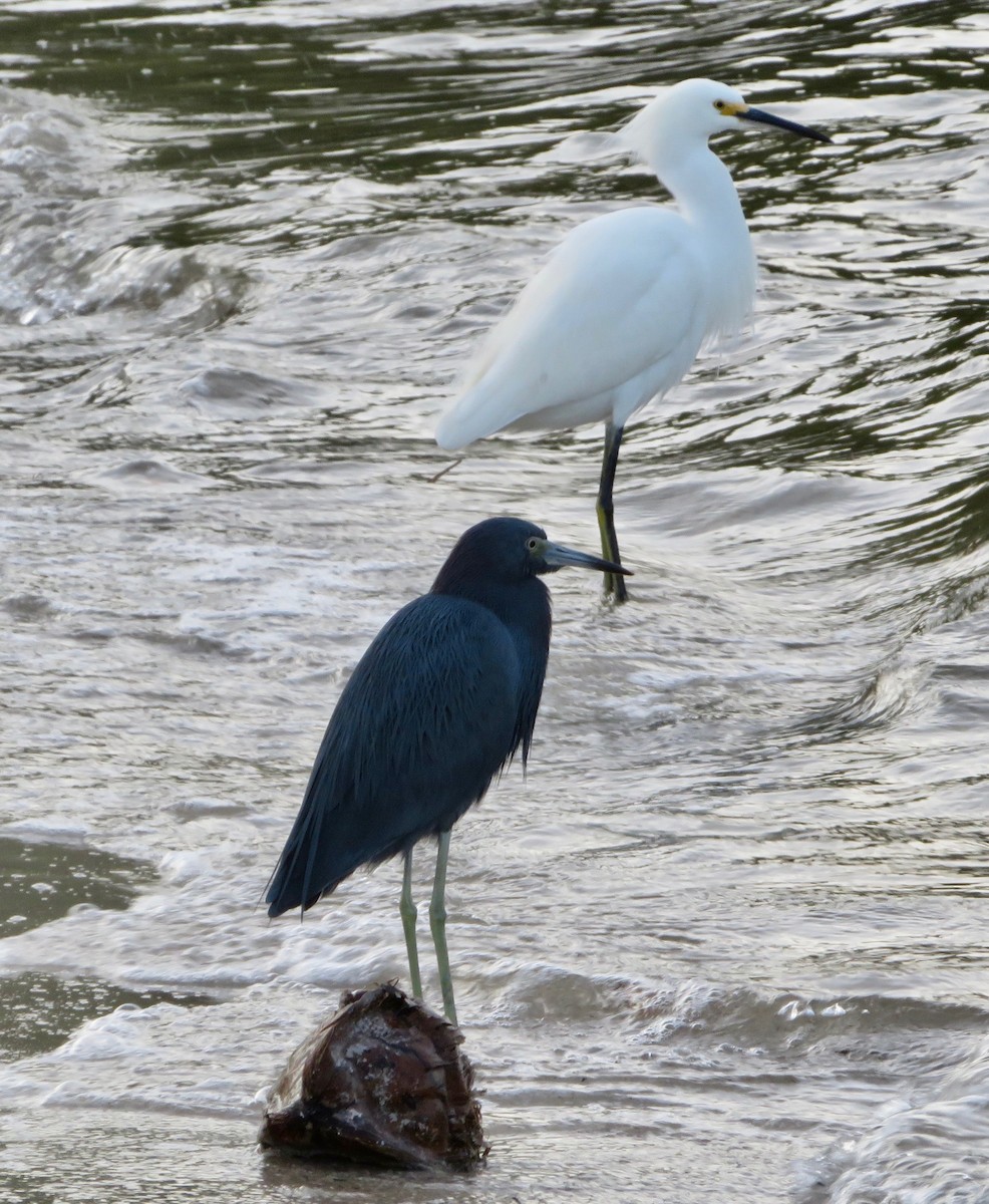 Snowy Egret - ML133024281