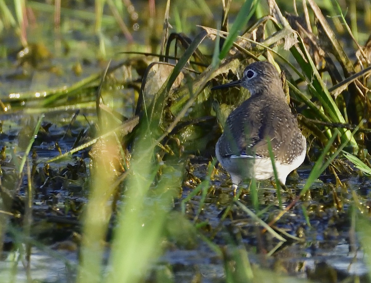 Solitary Sandpiper - ML133024821