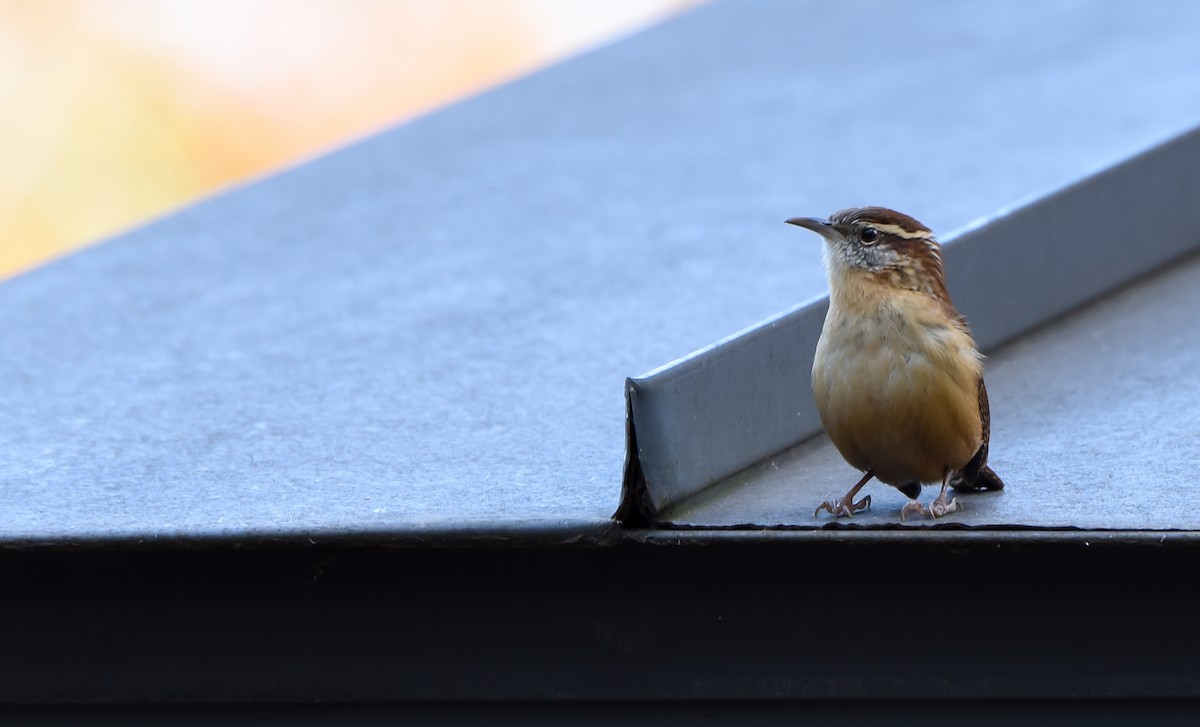 Carolina Wren - Erik Martin