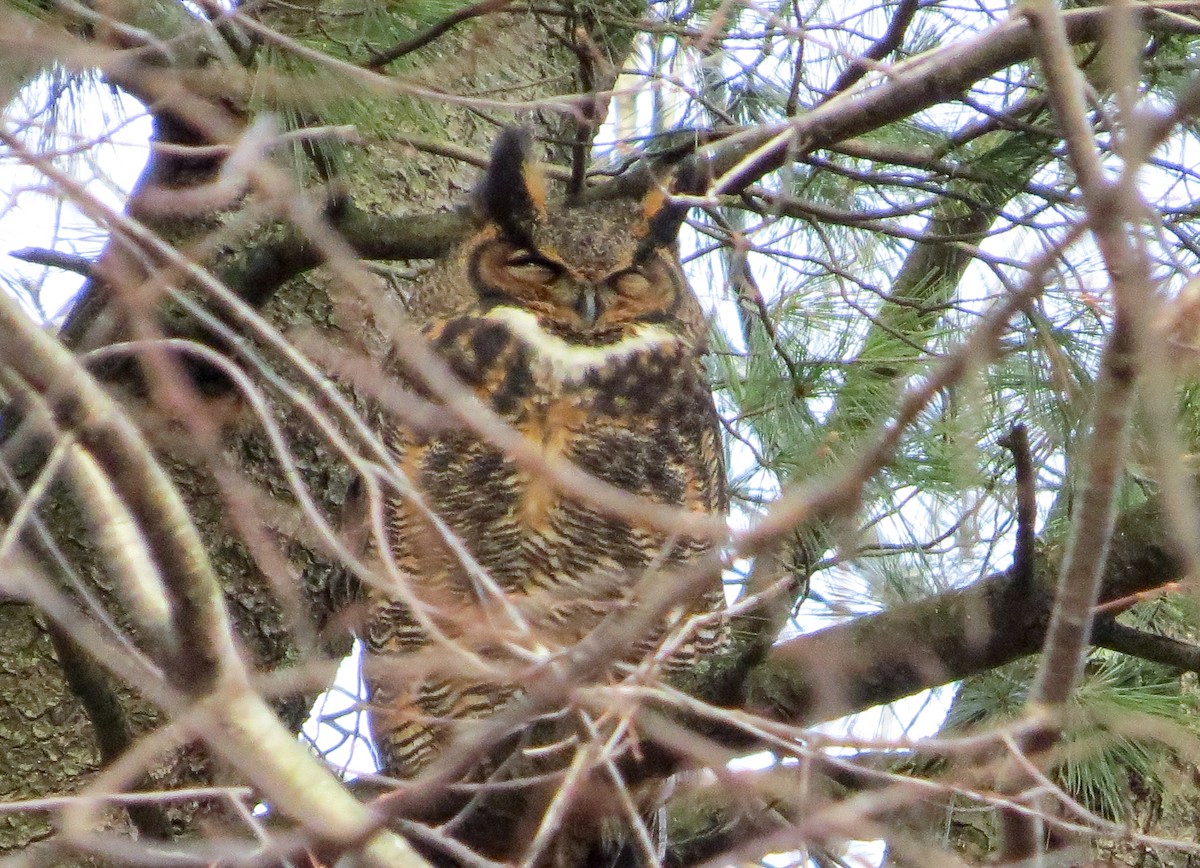 Great Horned Owl - Monika Croydon