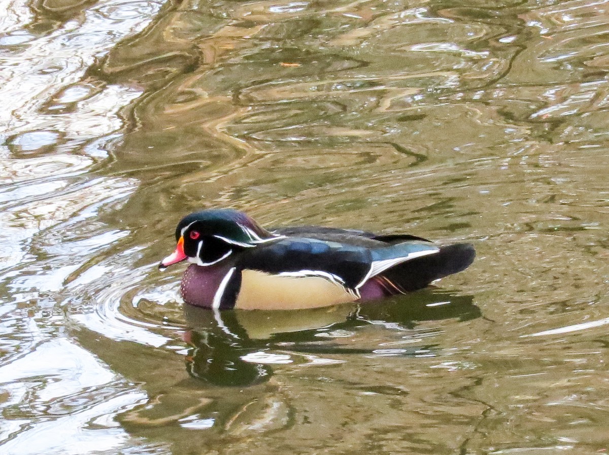 Wood Duck - ML133026771