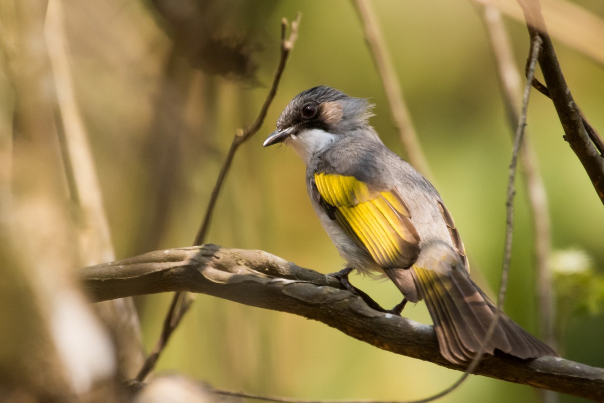 Ashy Bulbul - Claudia Brasileiro