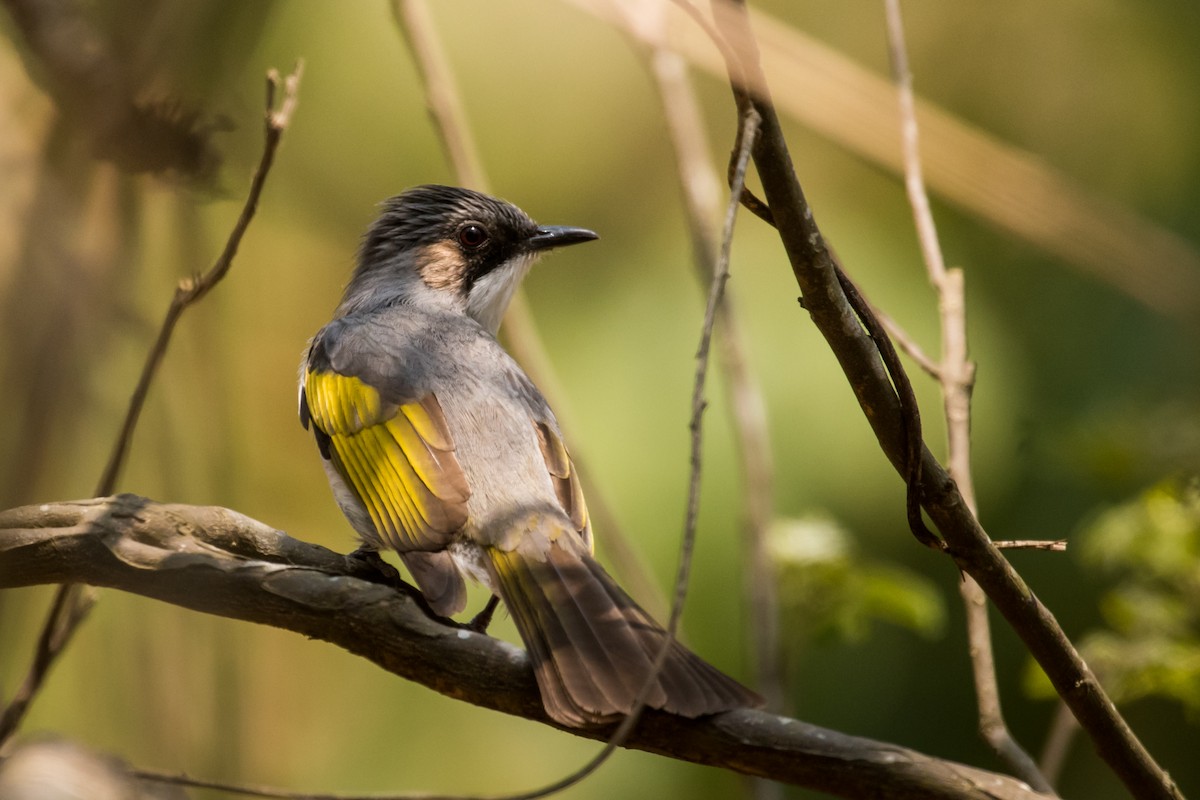 Ashy Bulbul - Claudia Brasileiro