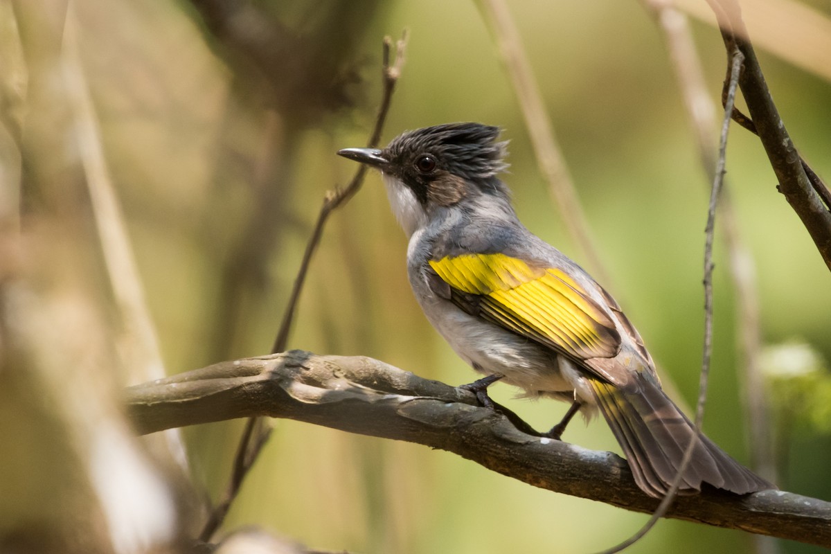 Ashy Bulbul - Claudia Brasileiro
