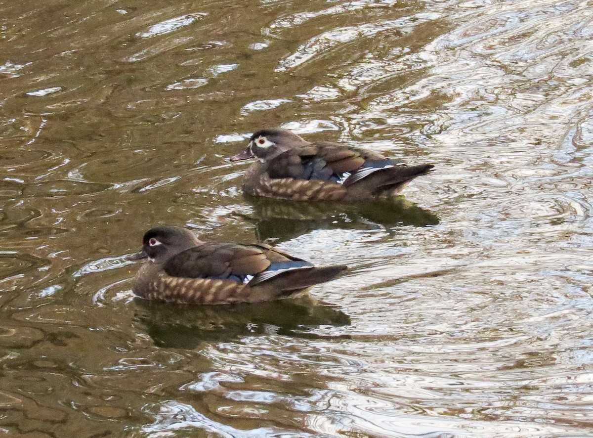 Wood Duck - ML133027271