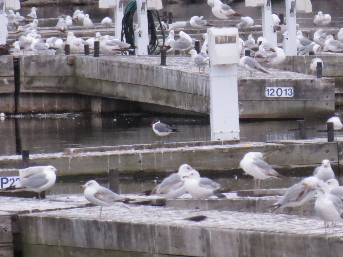 Laughing Gull - ML133027721