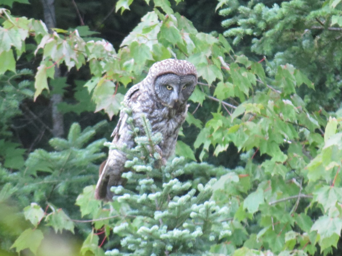 Great Gray Owl - ML133027741